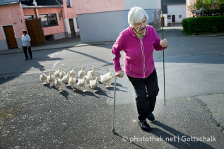 Agnes Seibert, Bewohnerin der Seniorenwohngemeinschaft  Marienrachdorf, bringt Gänse über die Straße ins Gehege